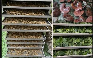 công nghệ sấy dược liệu